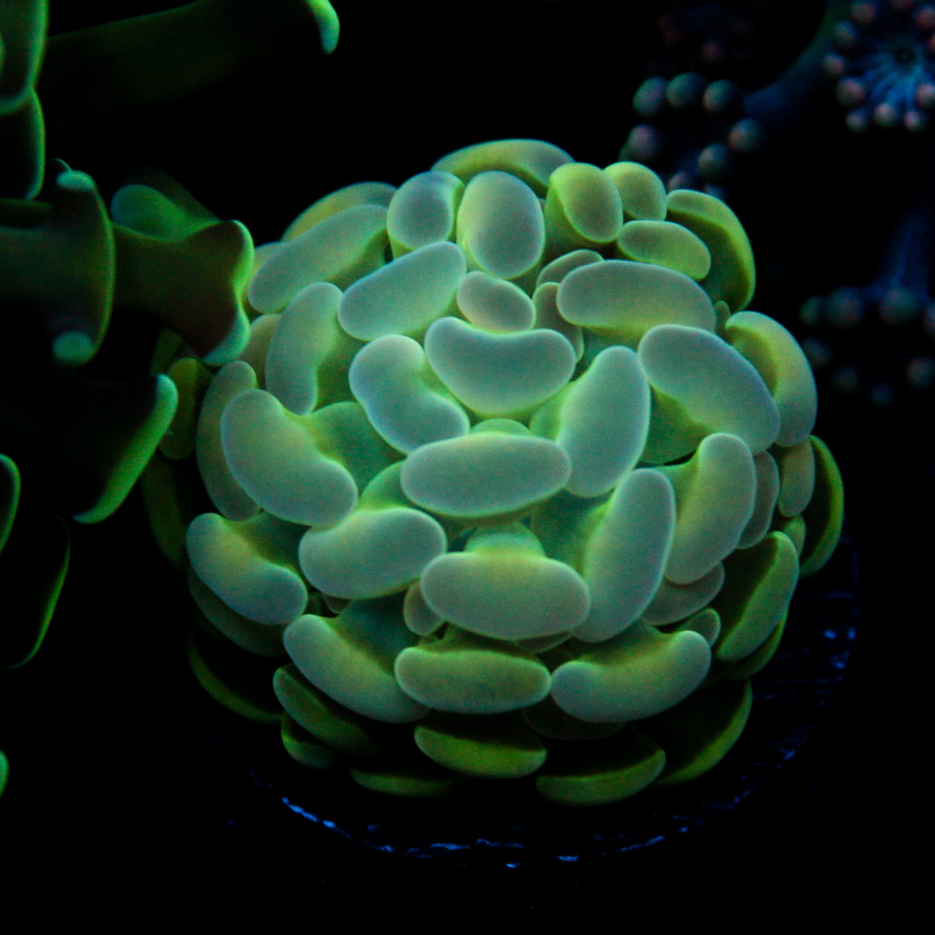 JC Alien Glow Hammer