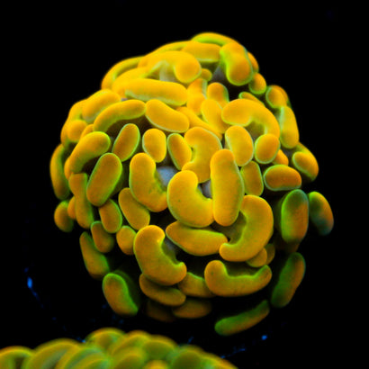 JC Rainbow Gold Hammer