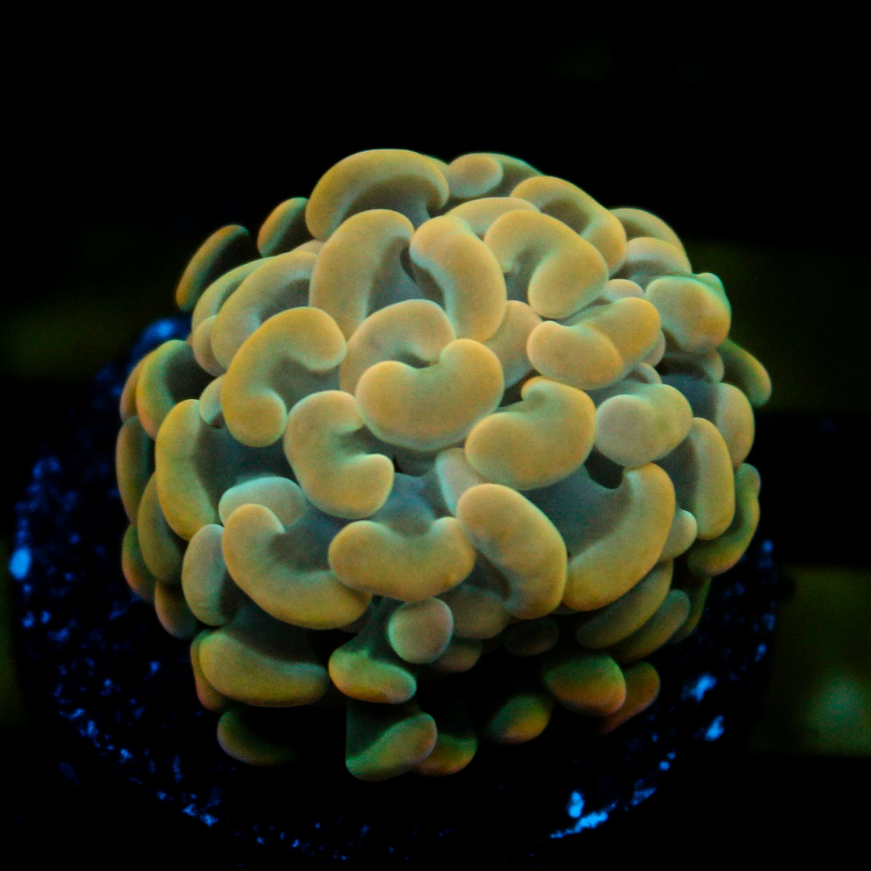 JC Golden Glow Hammer