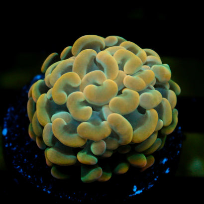 JC Golden Glow Hammer