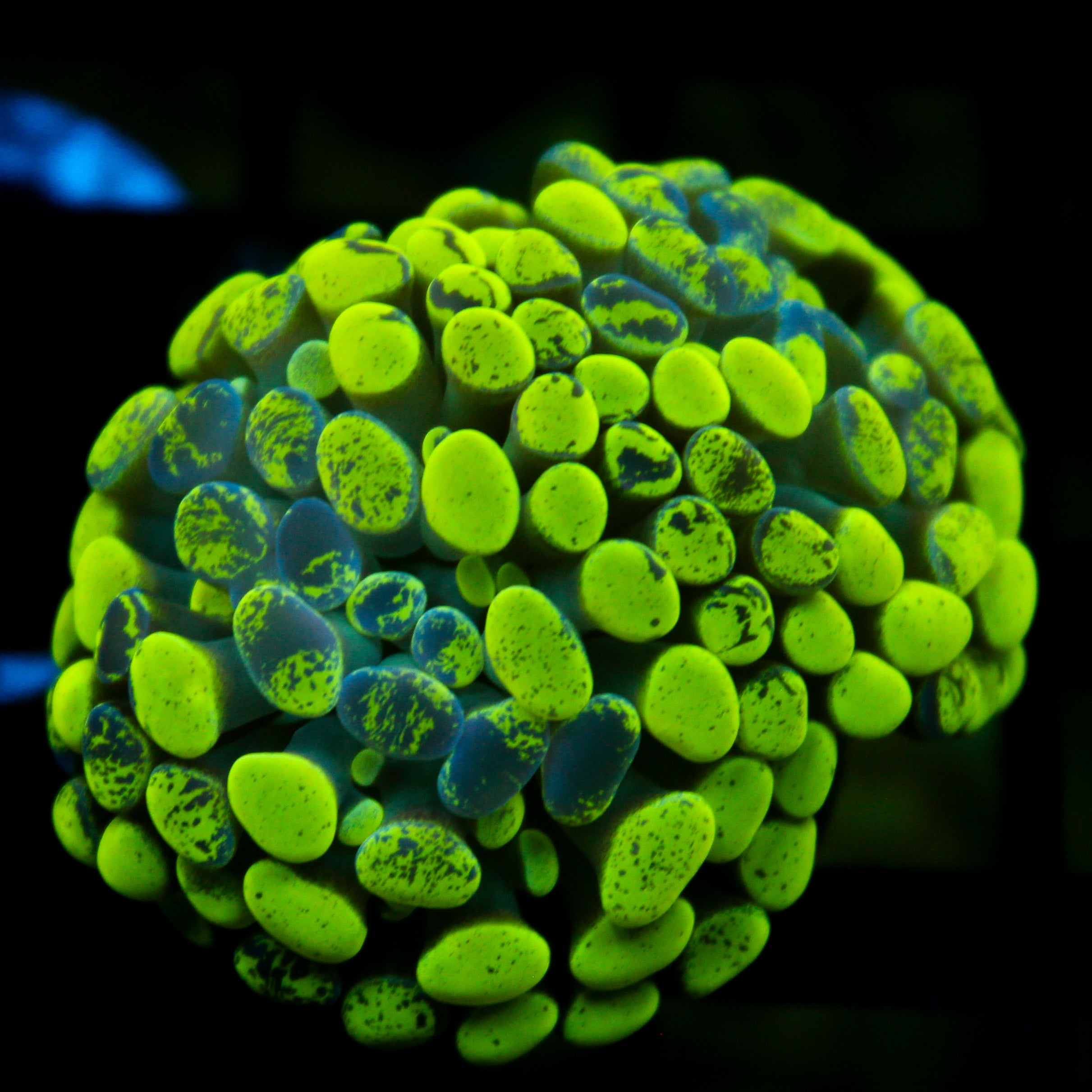 JC Ultra Splatter Hammer