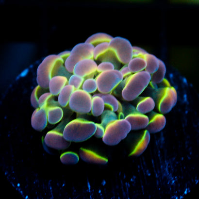 JC Ultra Hologram Hammer