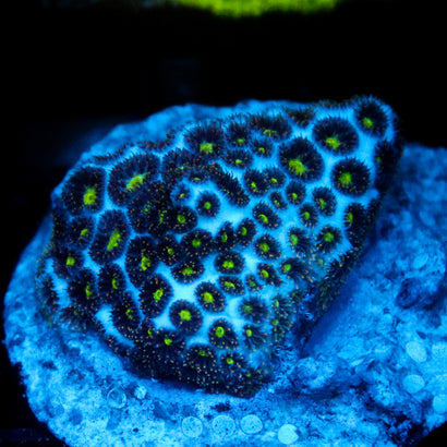 JC Biota Spooky Leptastrea