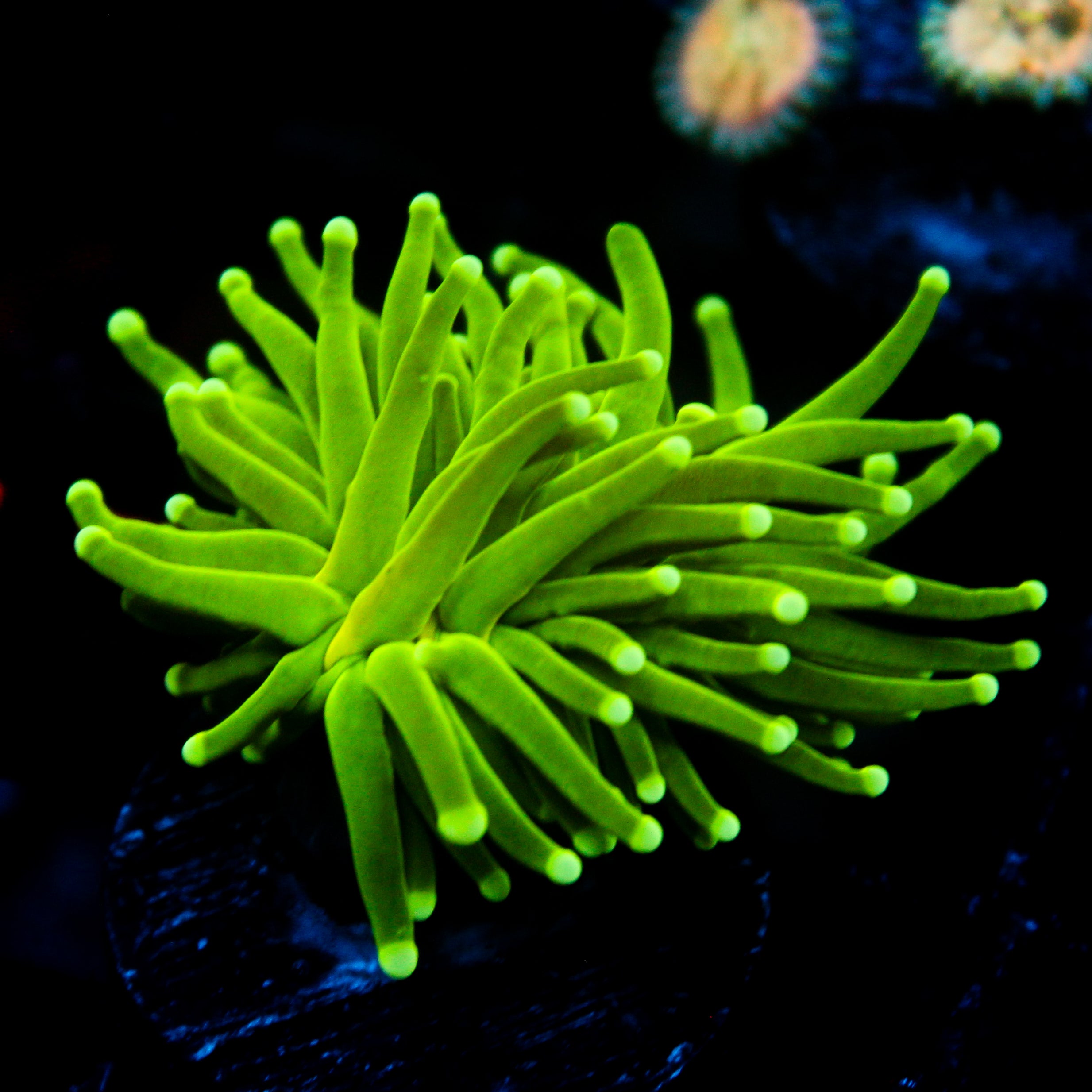 JC Slime Slayer Torch