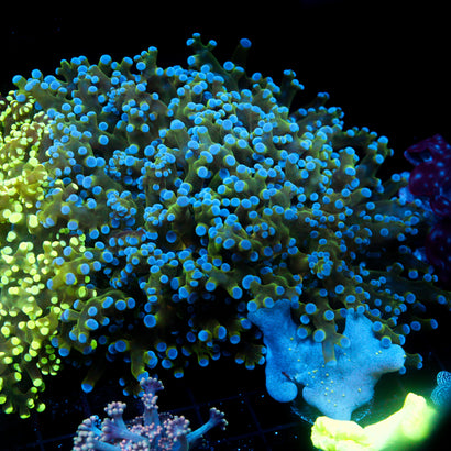 JC Hulk Buster Frogspawn