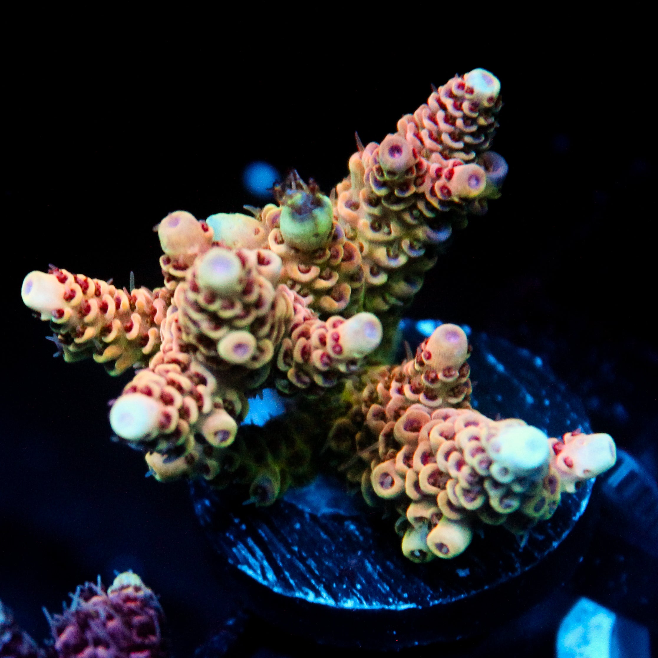 JC Cactus Cooler Acro