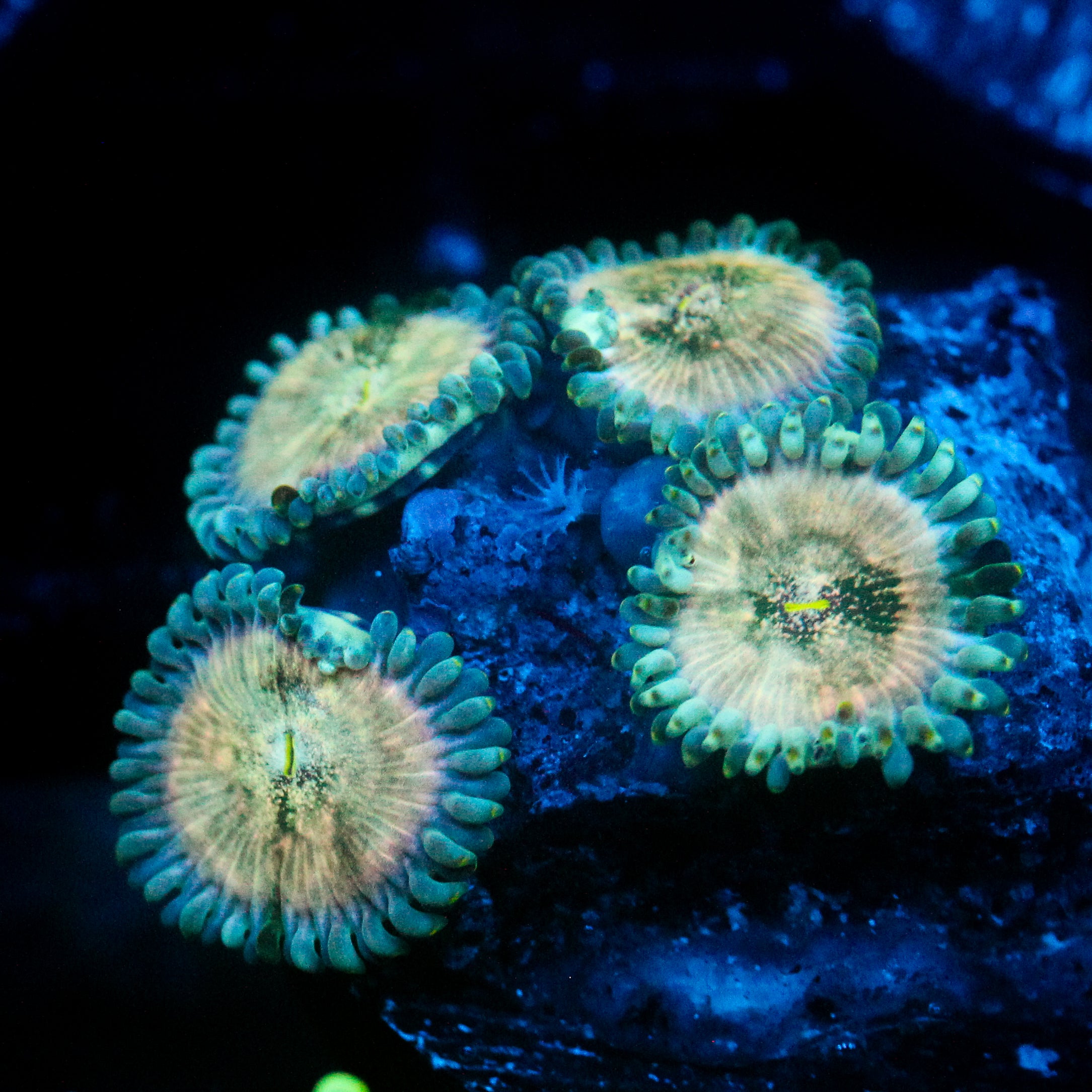 JC Hawaiian Ding Dang Zoanthid