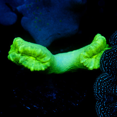JC Neon Trumpet Coral