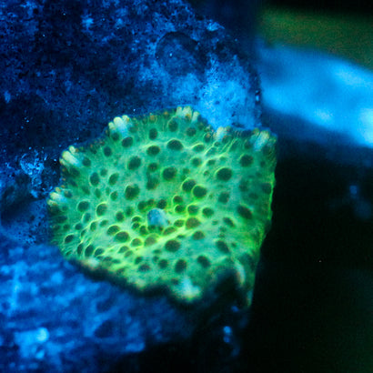 JC Toad Skin Discosoma