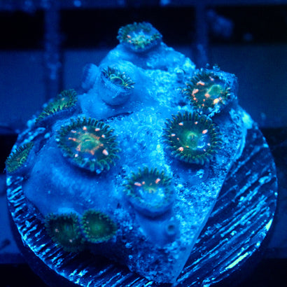 JC Starship Troopers Zoanthid