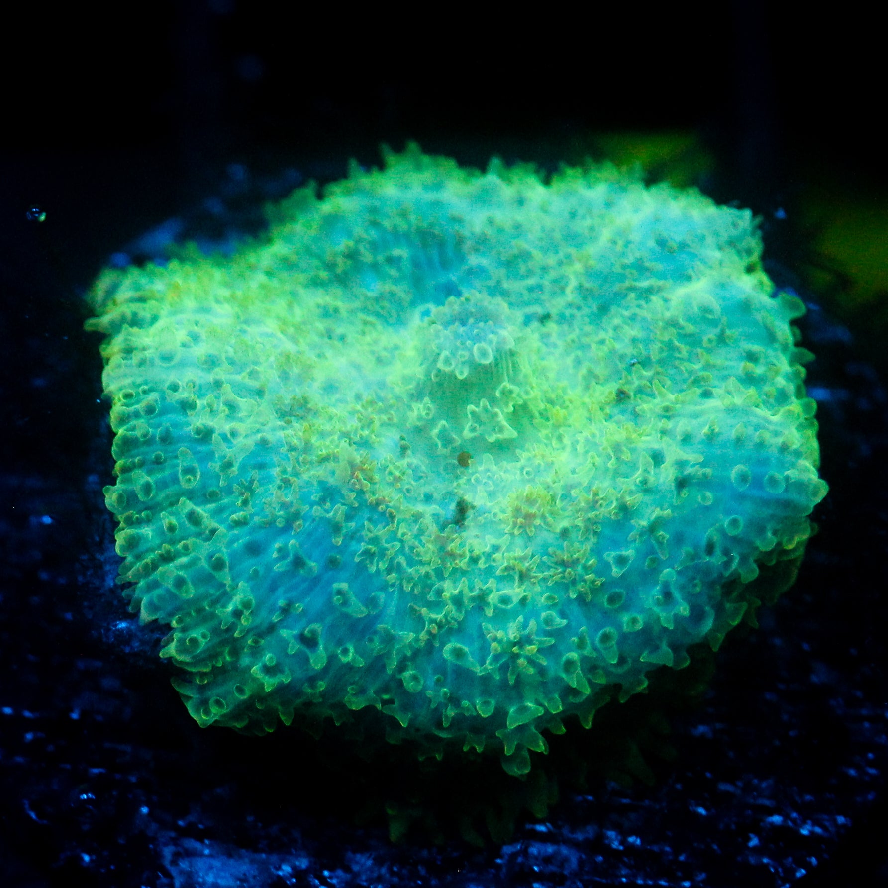 JC Radiotherapy Rhodactis