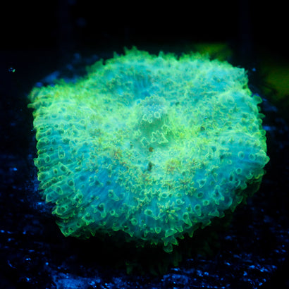 JC Radiotherapy Rhodactis