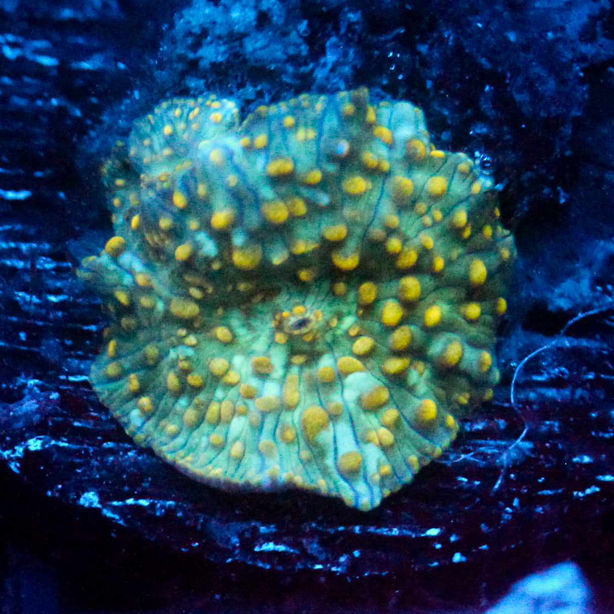 JC Firefly Discosoma