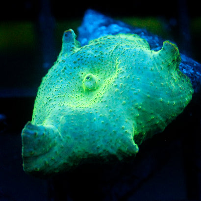 JC Cherenkov Radiation Discosoma