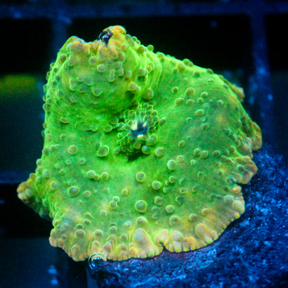 JC Frog Skin Discosoma