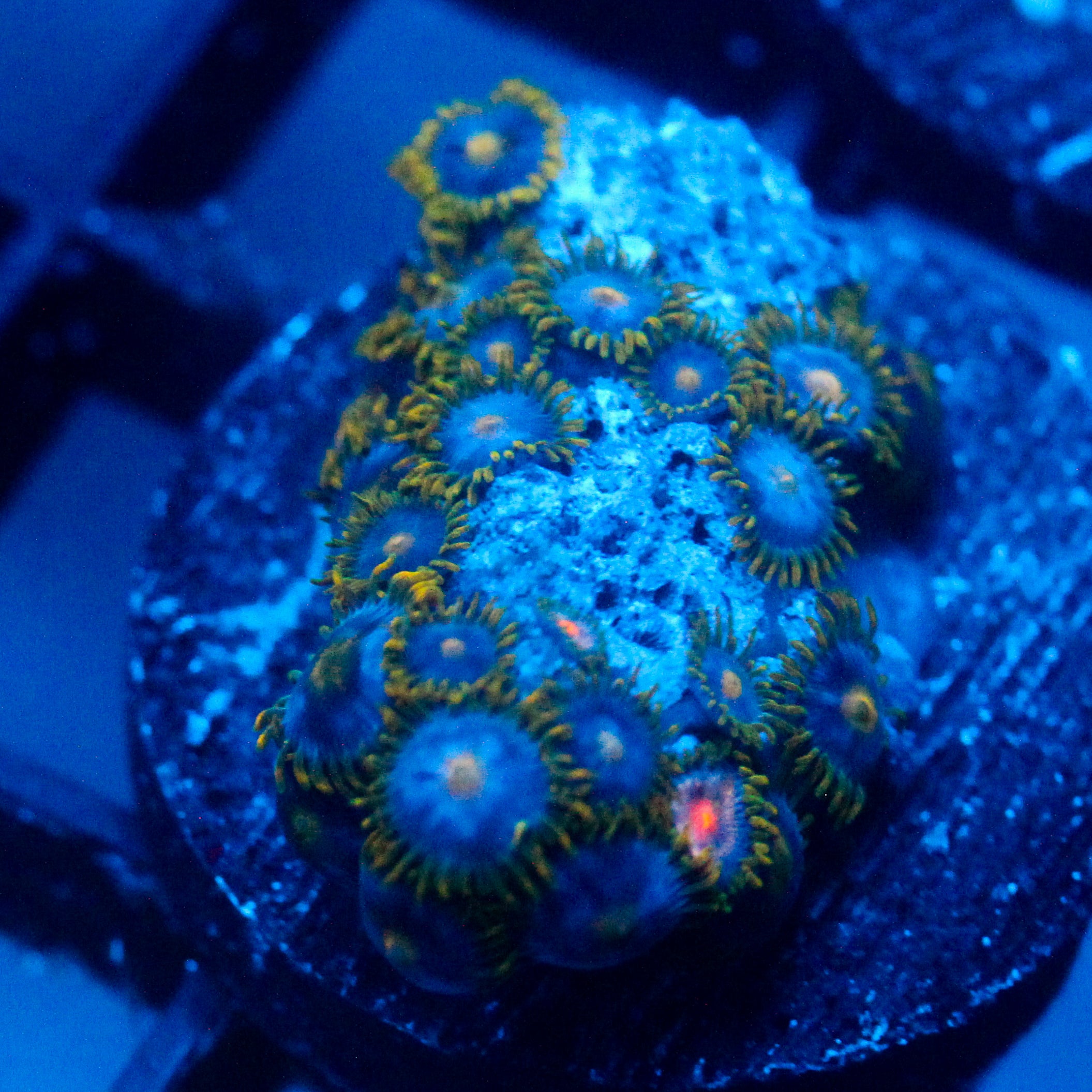 JC Blue Beast Zoanthid