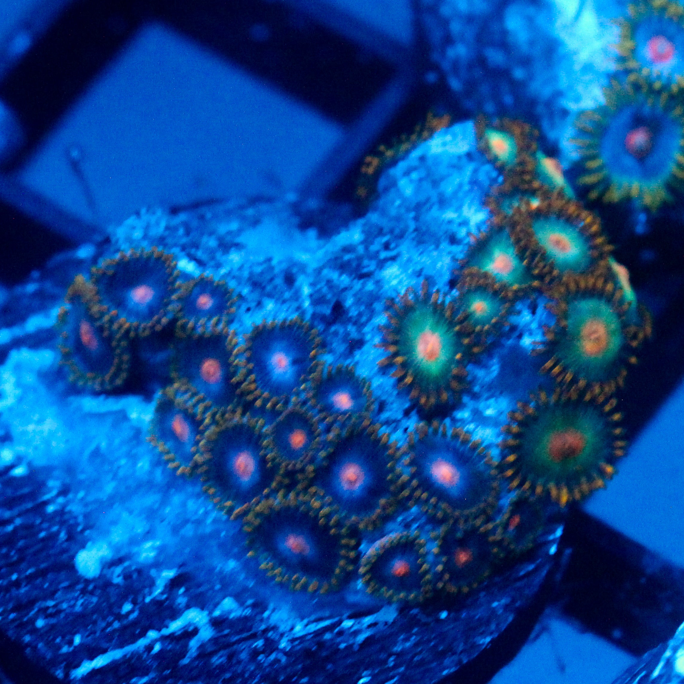 JC Zoa Garden Seed