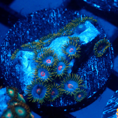 JC Saturn Zoanthid