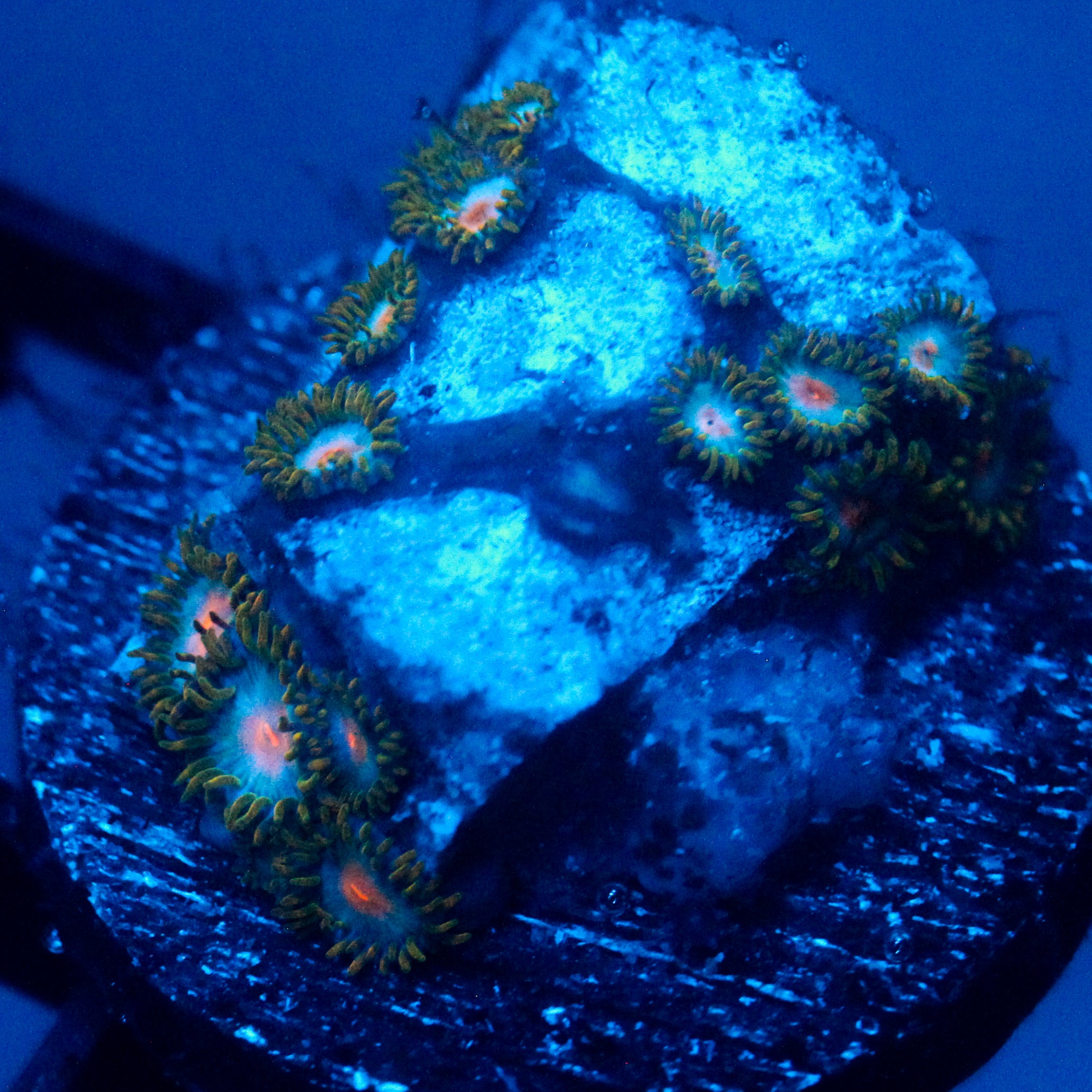JC Blue Beast Zoanthid