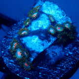 JC Blue Beast Zoanthid