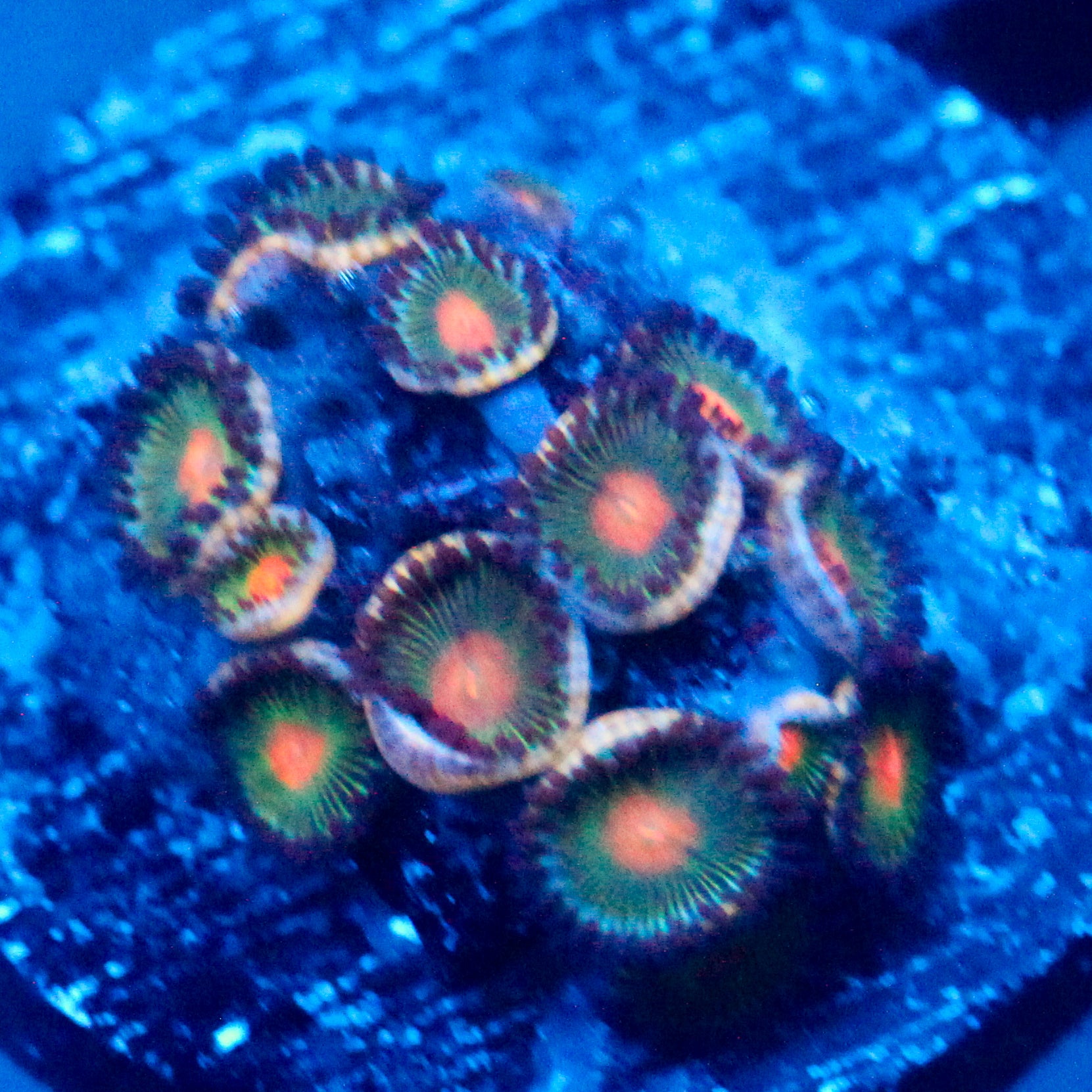 JC Alien Blood Zoanthid