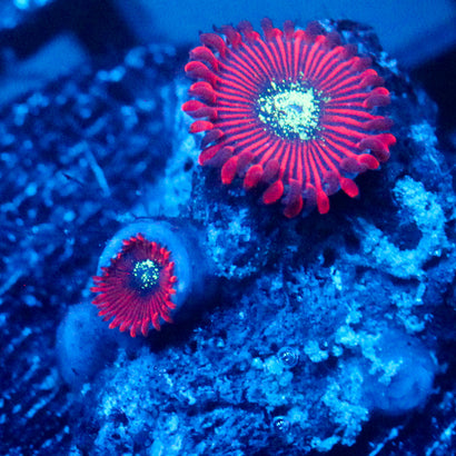 JC Magician's Zoanthid