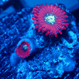 JC Magician's Zoanthid