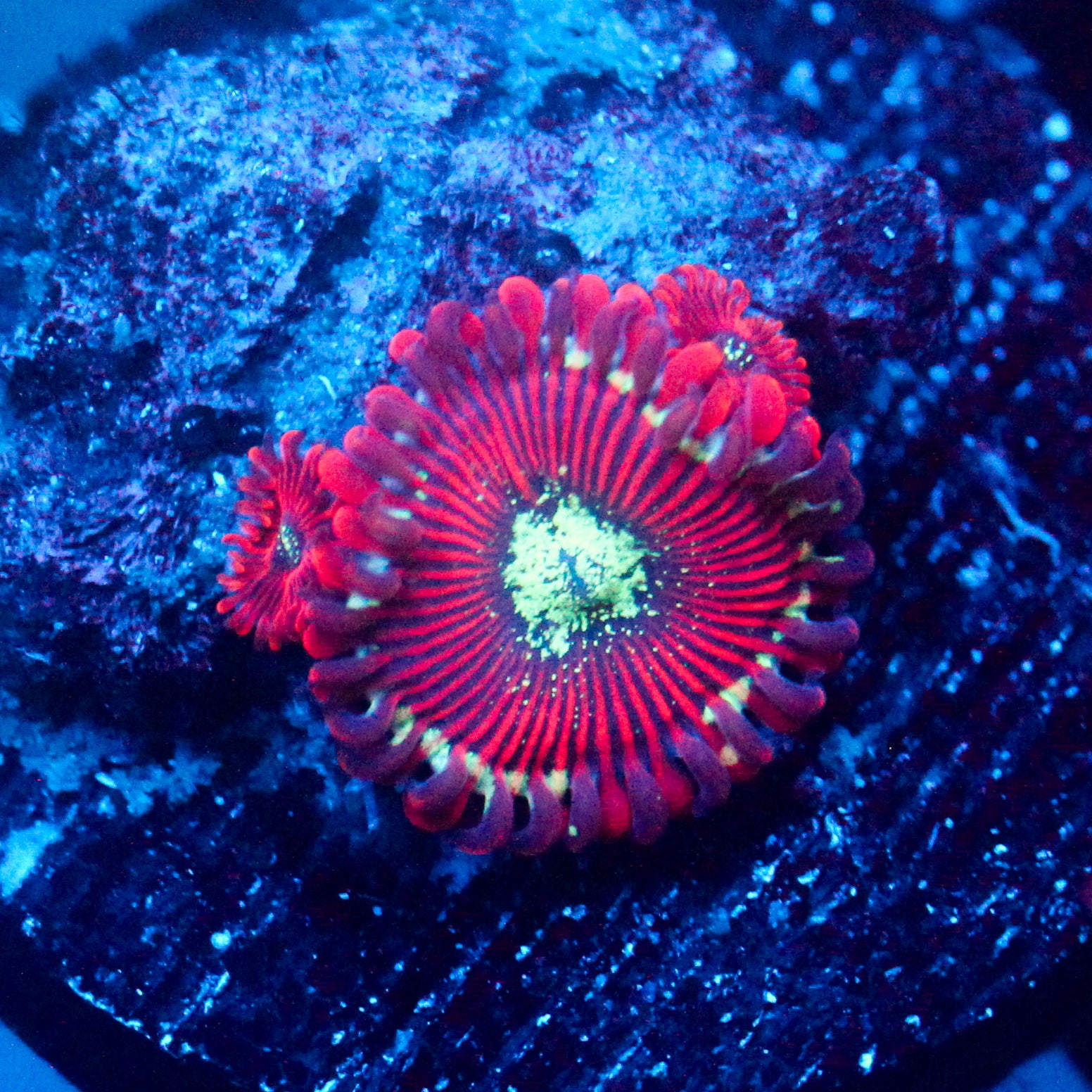 JC Magician's Zoanthid