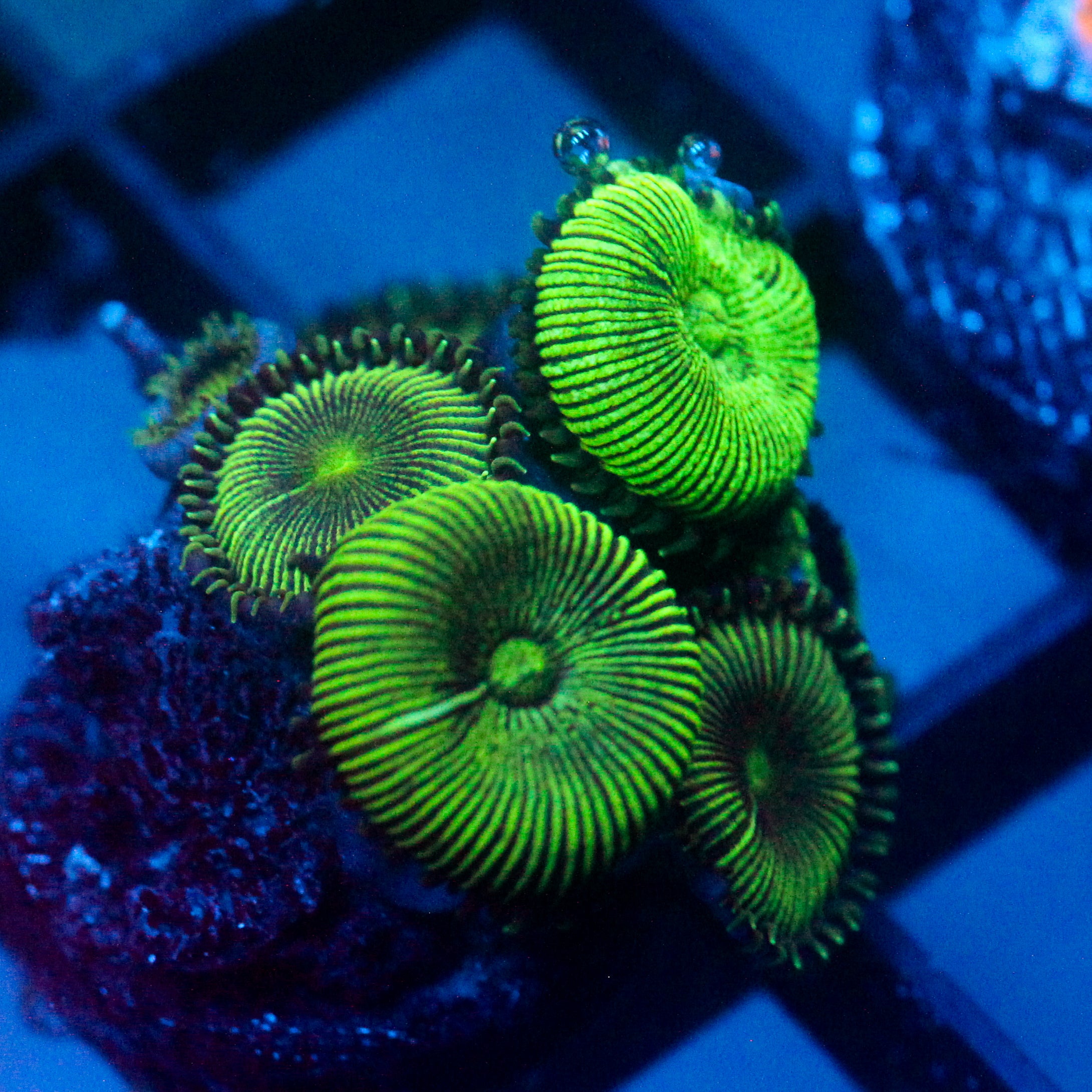 JC Green Death Palythoa
