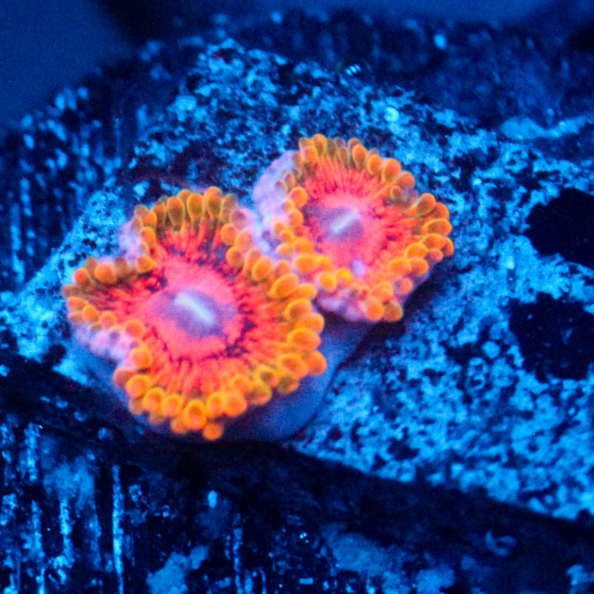 JC 2-Polyp GKM Zoanthid