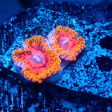 JC 2-Polyp GKM Zoanthid