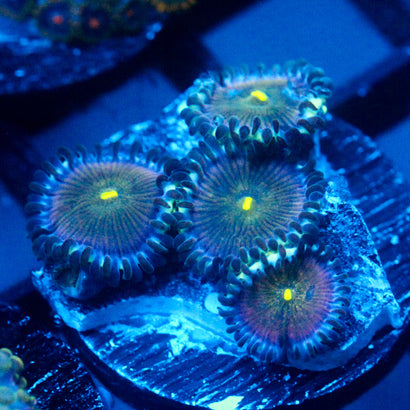 JC Miss All Sunday Zoanthid