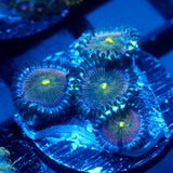 JC Miss All Sunday Zoanthid