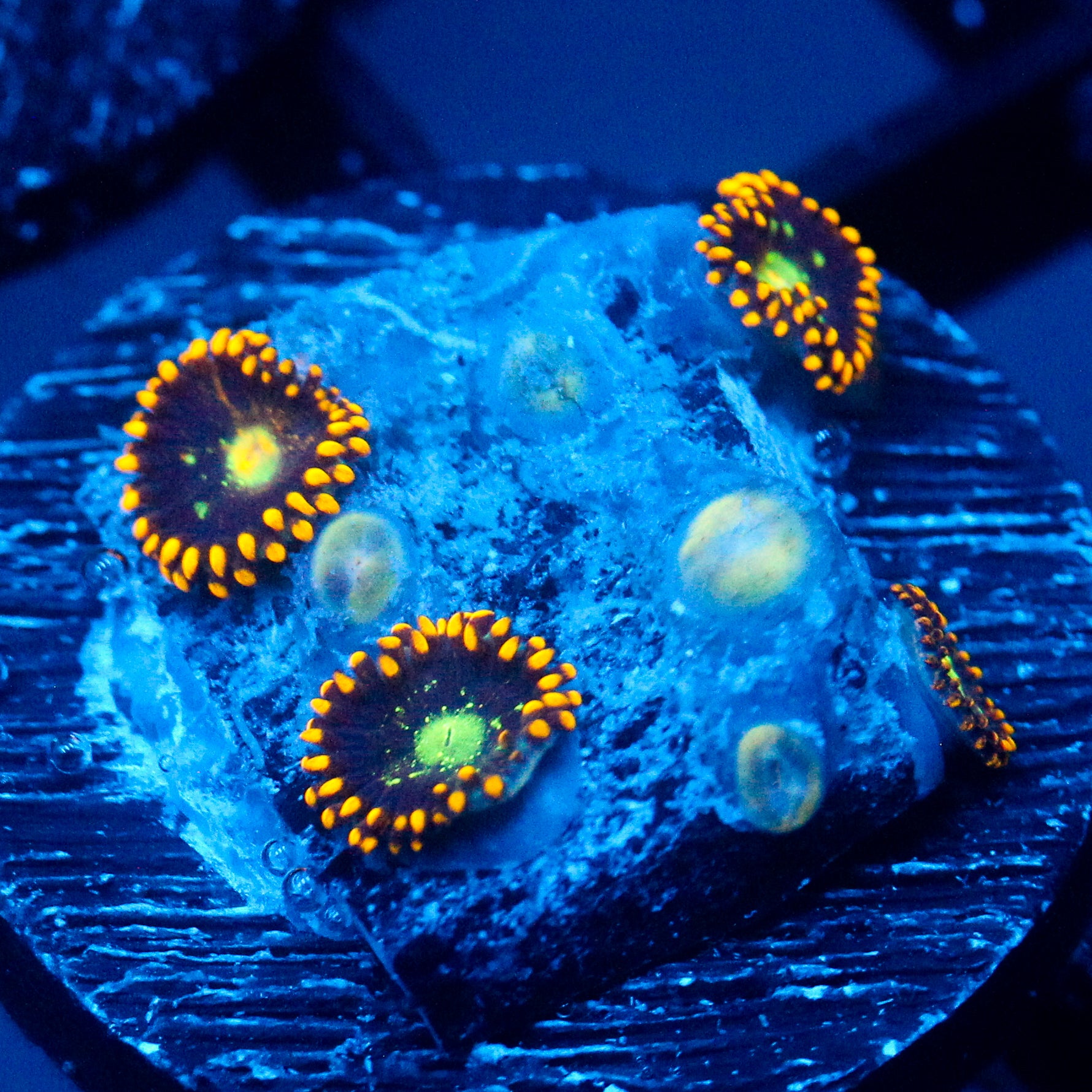 JC Dominator Zoanthid
