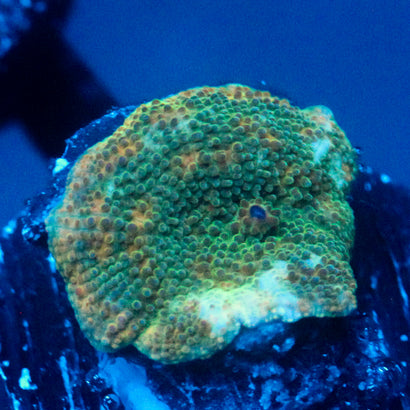 JC Green Marble Discosoma