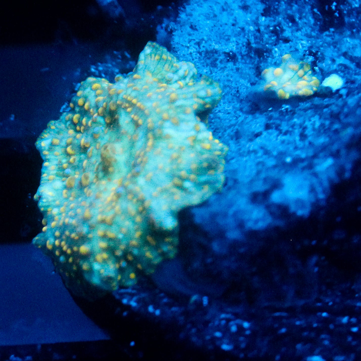 JC Firefly Discosoma