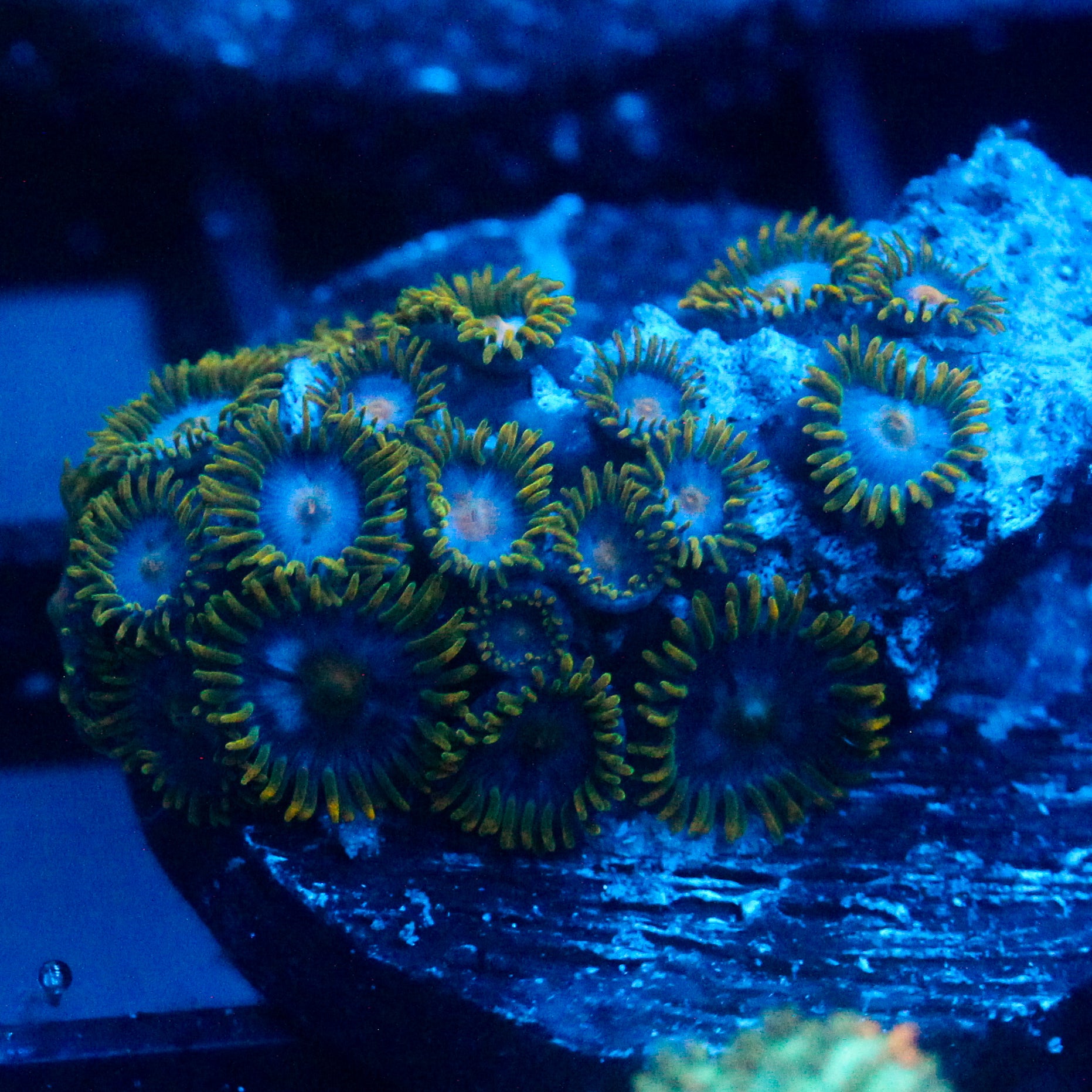 JC Blue Beast Zoanthid