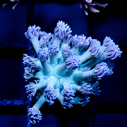 JC Beachy Breeze Goni