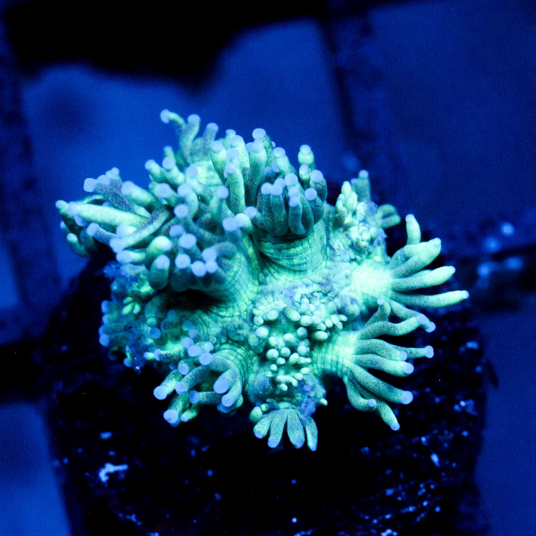 JC Teal Twister Goni