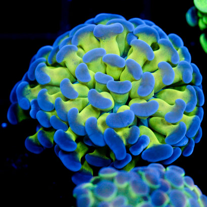 JC Weeping Willow Hammer