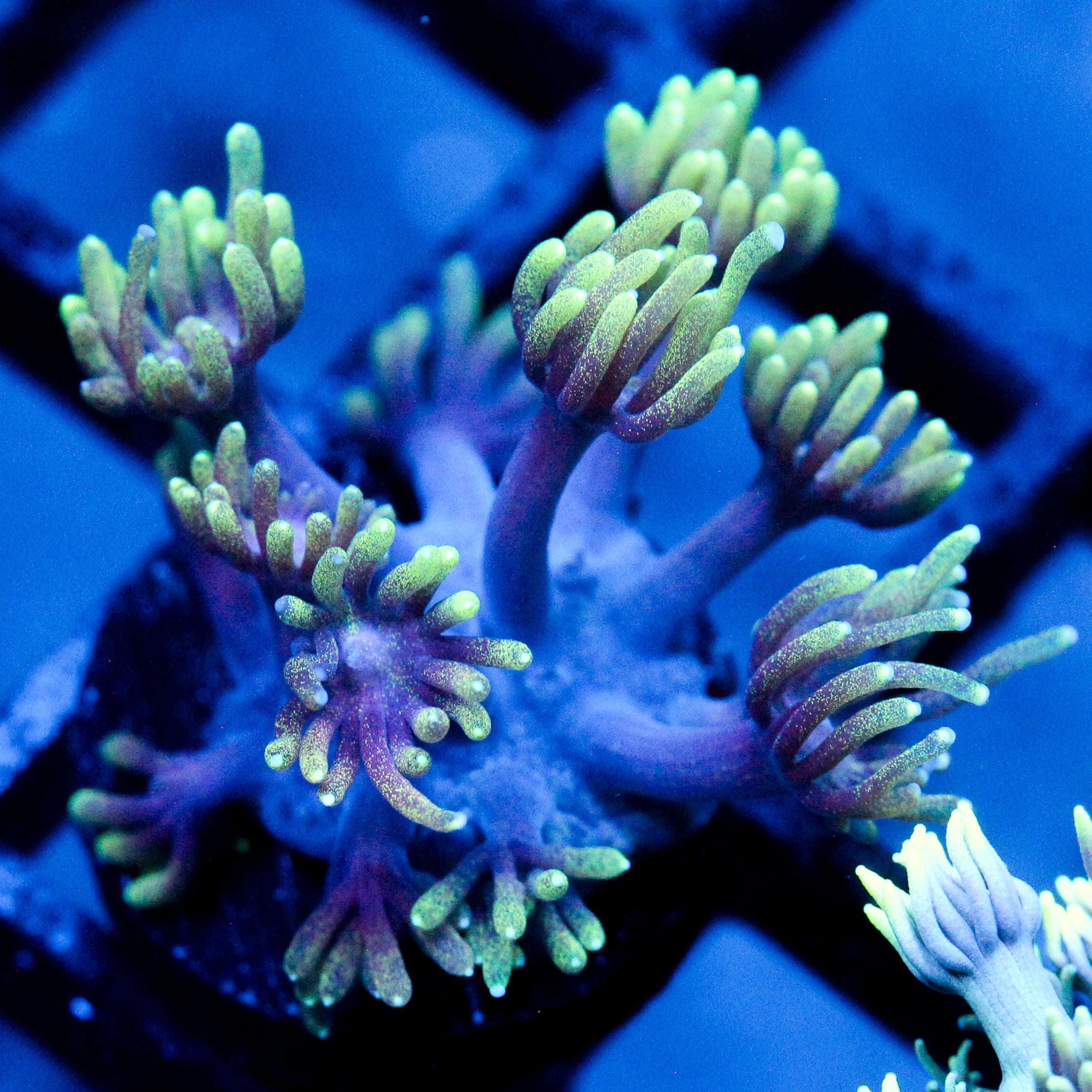 JC Mind Flayer Goni