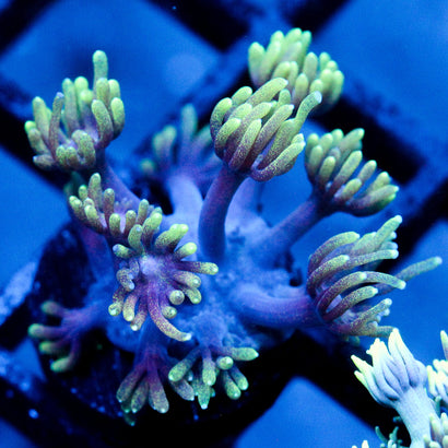 JC Mind Flayer Goni
