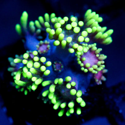 JC Alien Abduction Goni