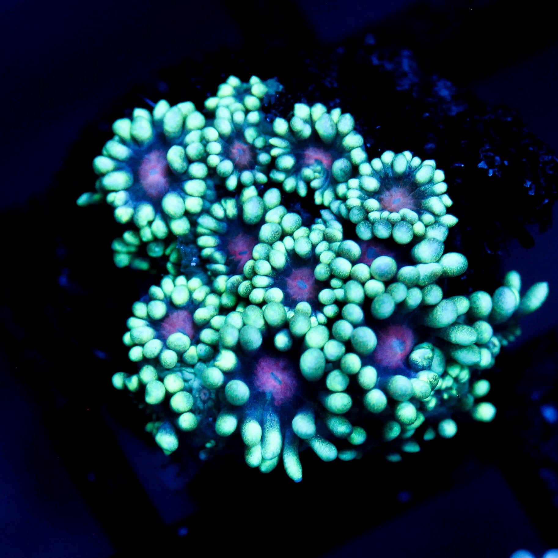 JC Phantasmic Flowers Goni