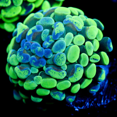 JC Ultra Splatter Hammer