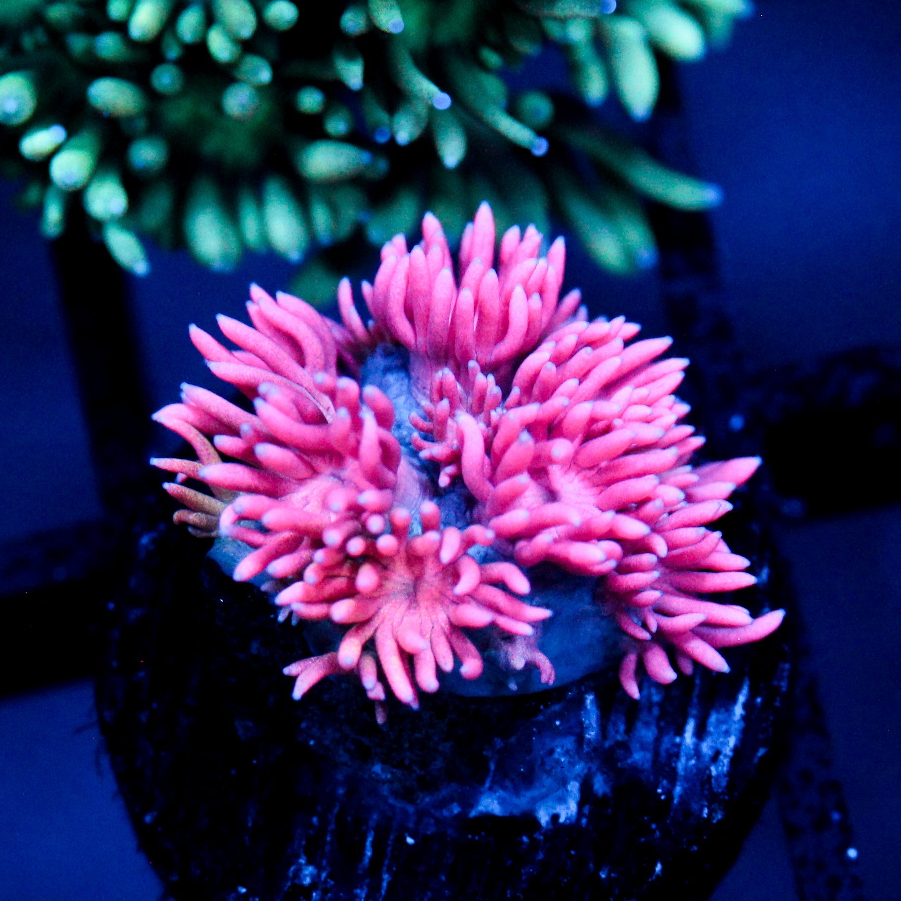 JC Frozen Flamingo Goni