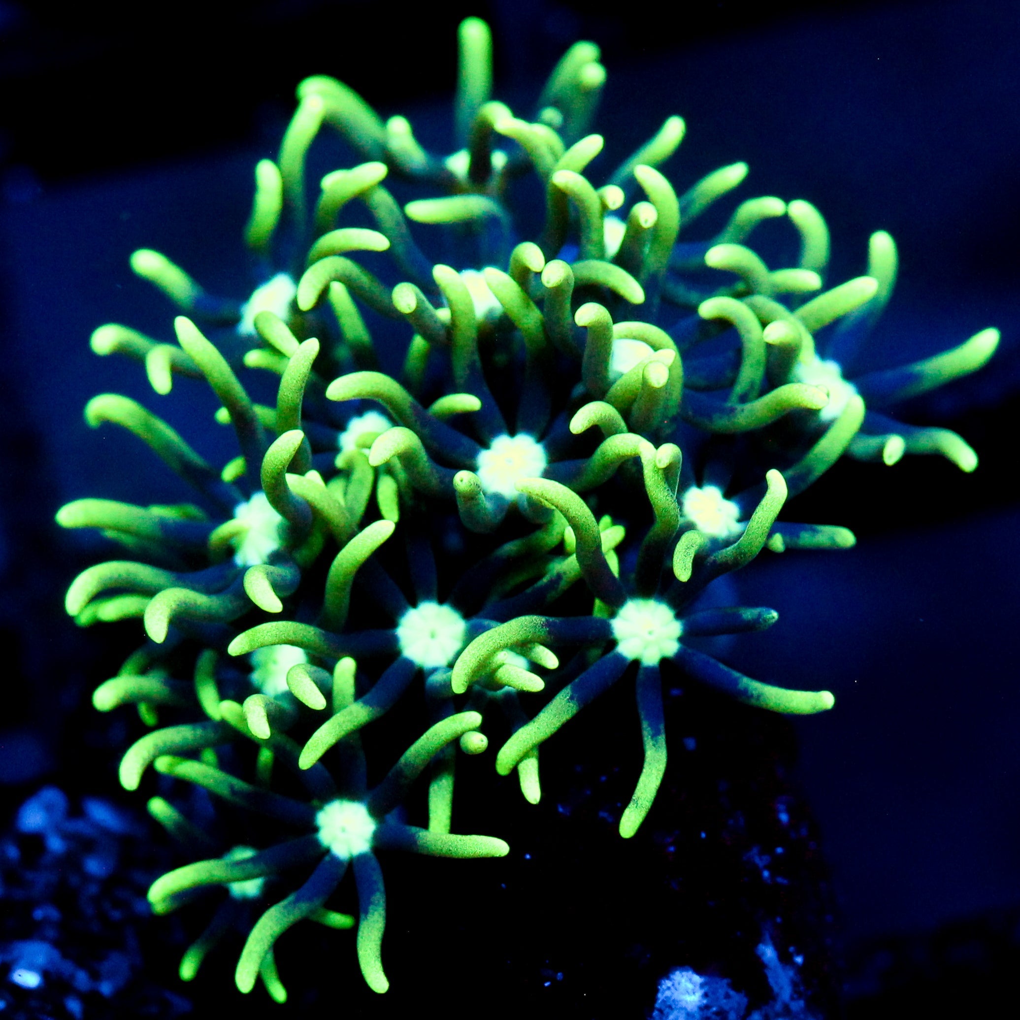 JC Dark Star Polyp