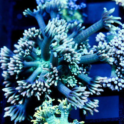 JC Blistering Frost Goni