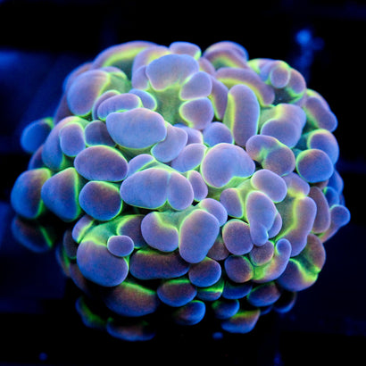 JC Ultra Hologram Hammer