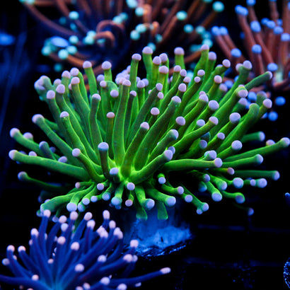 JC Cotton Candy Torch